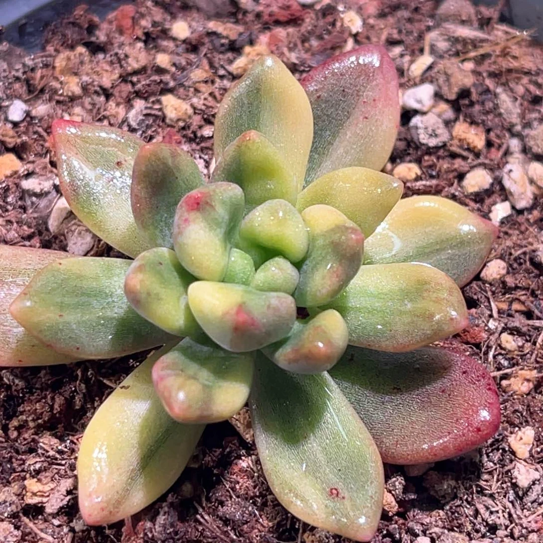 多肉特价天堂锦有根