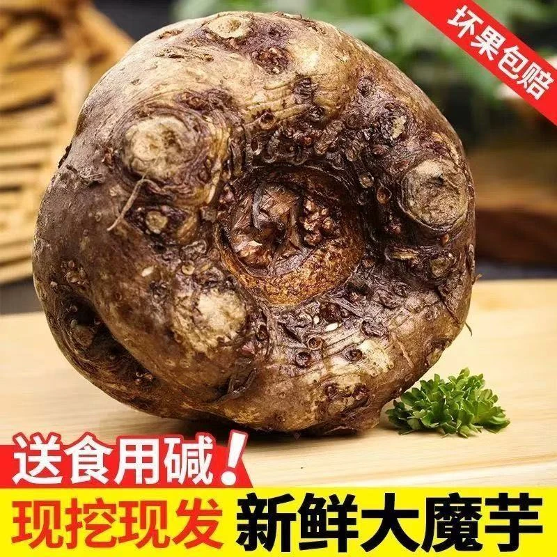 云南农家自种新鲜魔芋魔芋豆腐原材料现挖现发