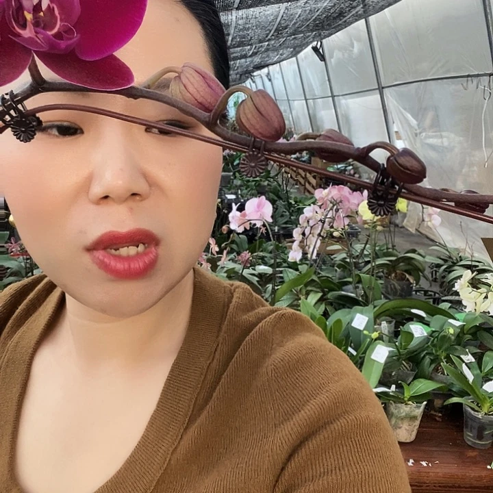 无花朵牛记黑脸蝴蝶兰