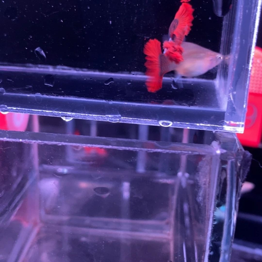 孔雀鱼折扇精品一对
