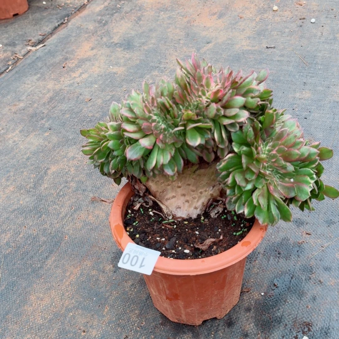 100荔枝缀化多肉植物满28包