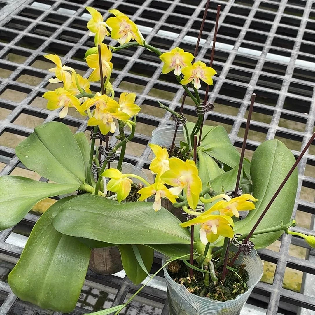 完全开放弥陀双剑鹰3支花剑开花