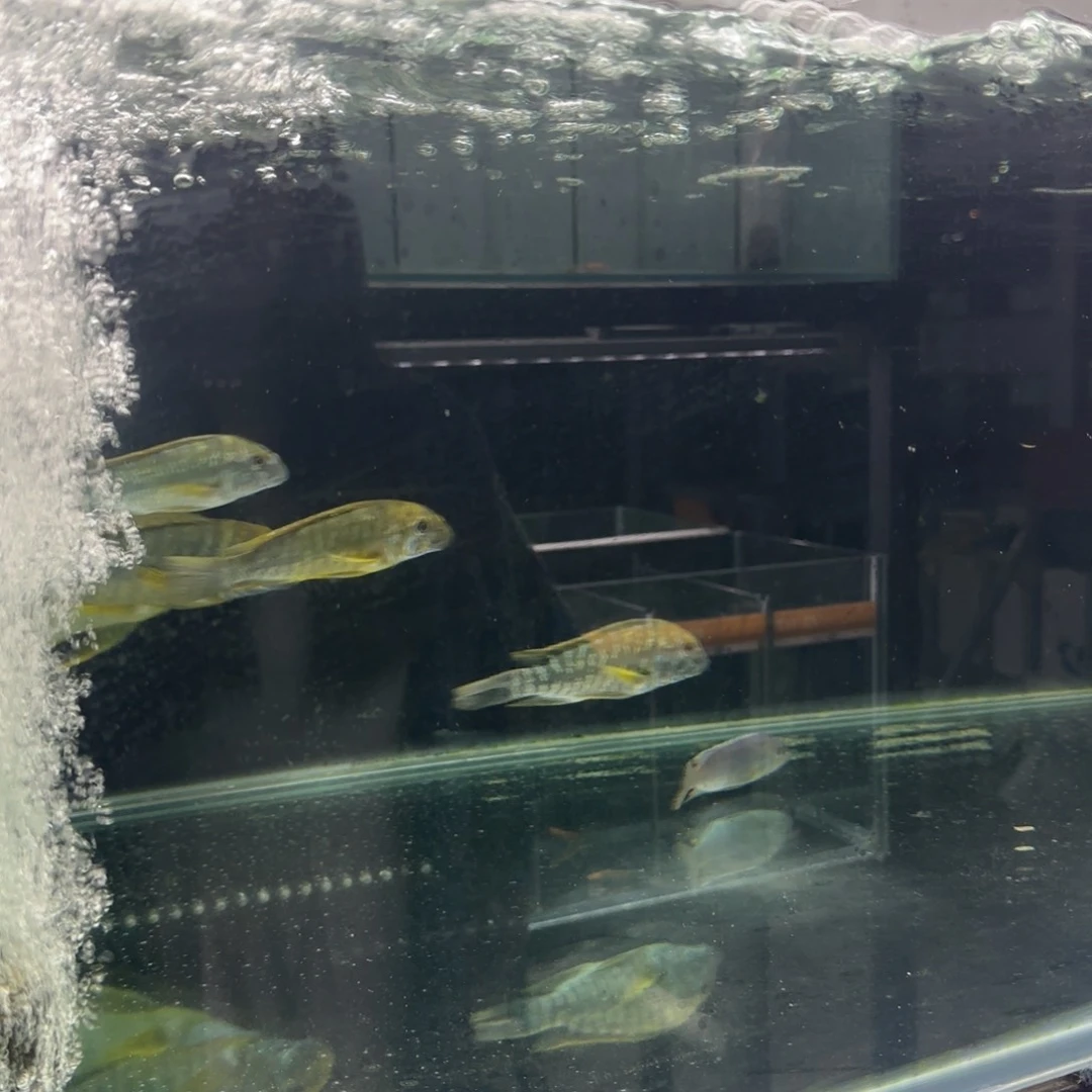 慈鲷T*野生定水黄宽带蝴蝶十条