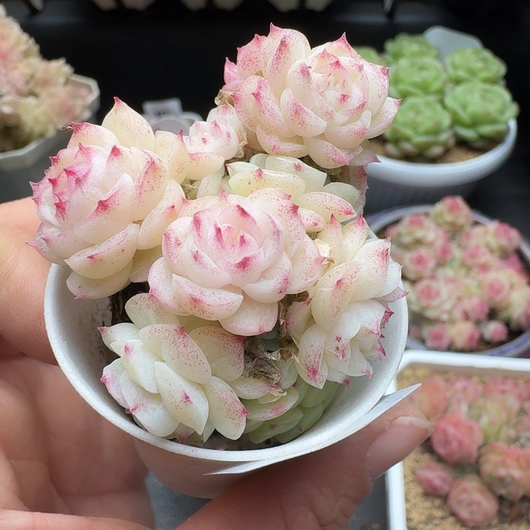 一物一拍一物一拍1213-835