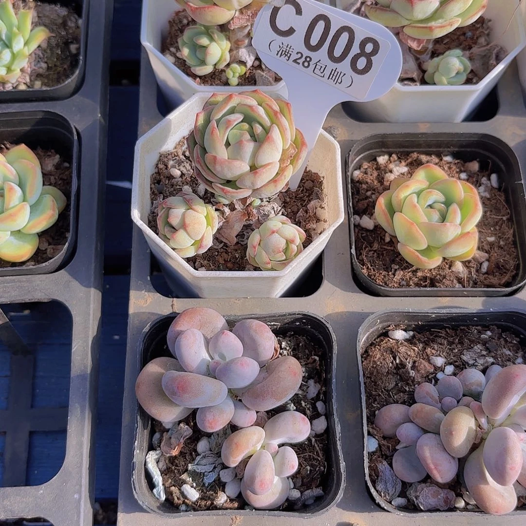 C008香草一物一拍