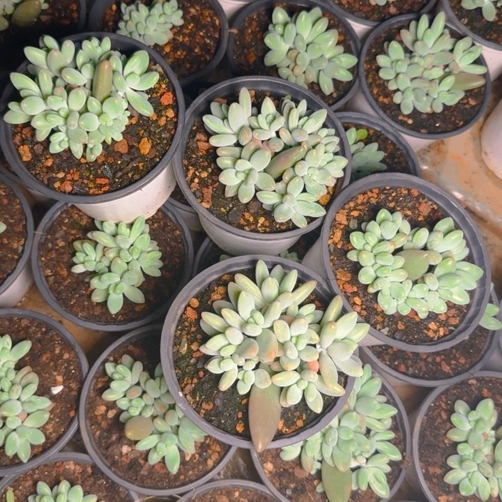 白兰地福利111111111