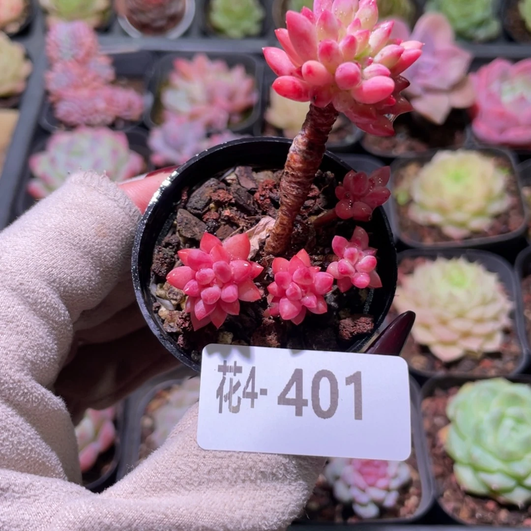 花利美4-401龙骨玉坠