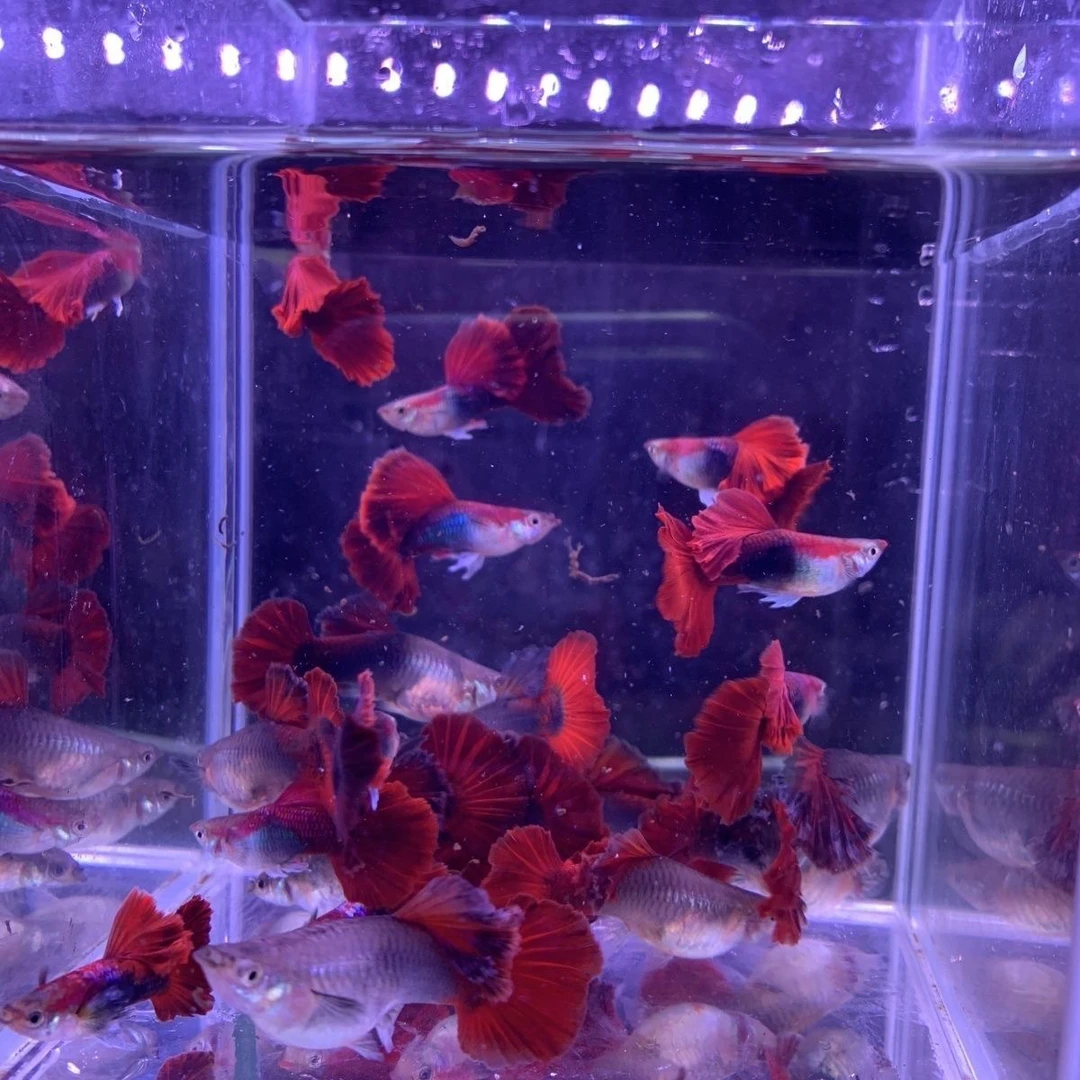 菊花帆折扇孔雀鱼大背大号种鱼精品热带小型观赏鱼好养耐活大肚