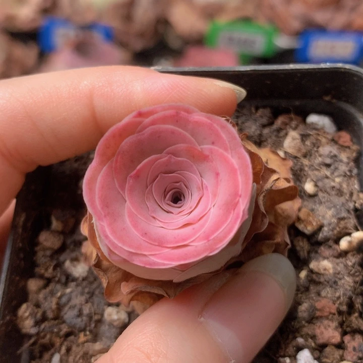 一物一拍情澜大帕925