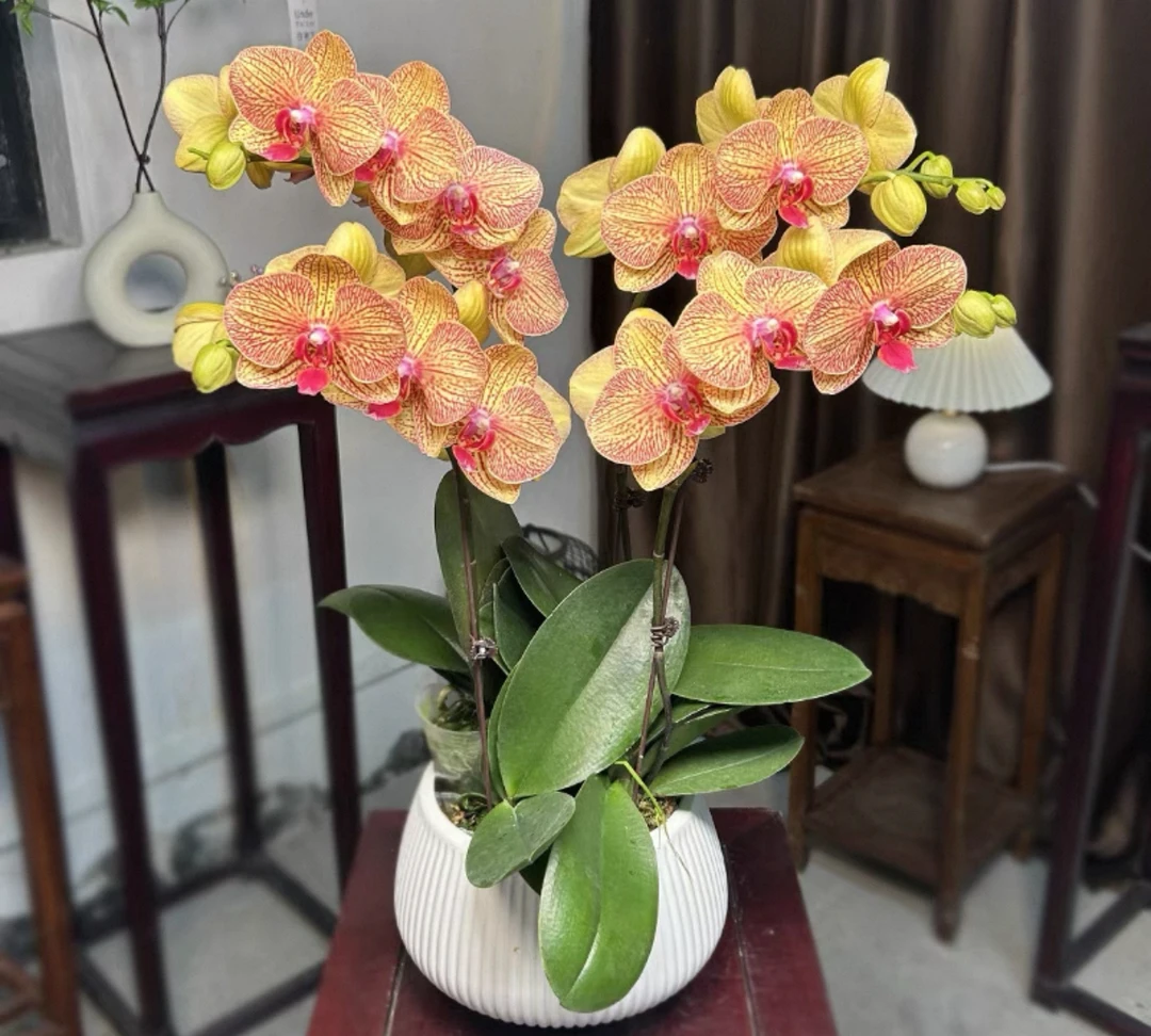 《黄金甲》橘黄色蜡质花蝴蝶兰