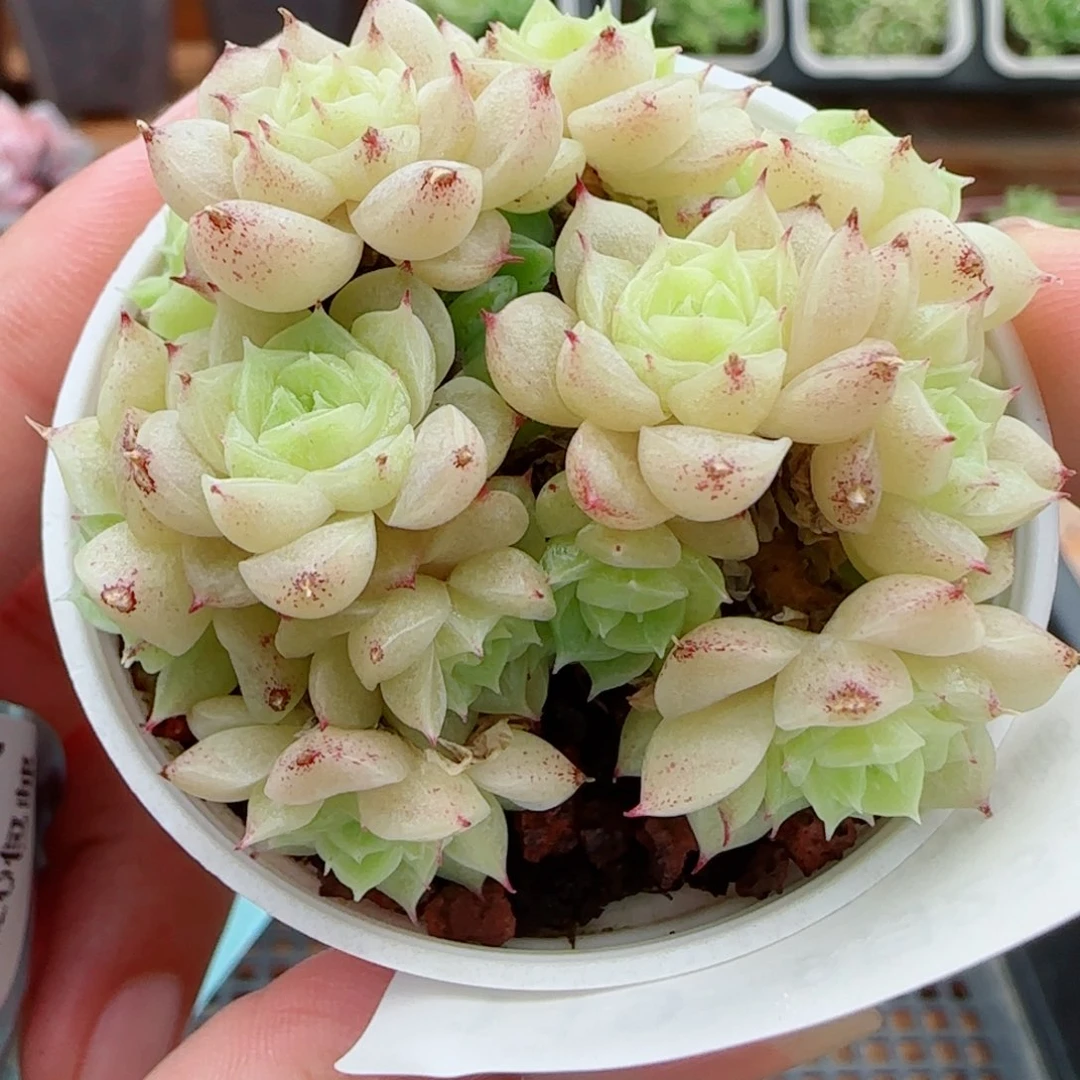花语逸镜0923-119散