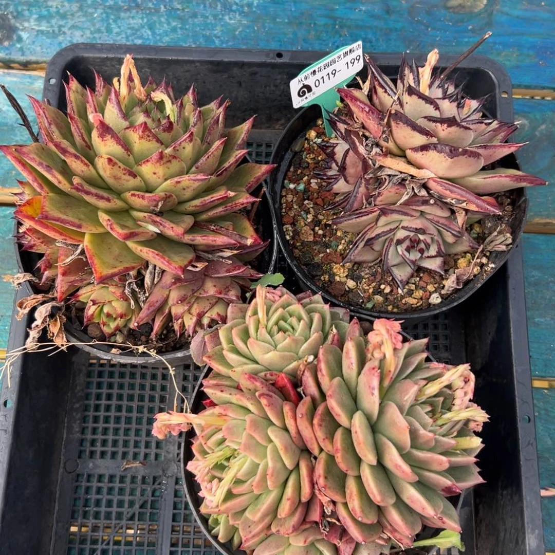 多肉一物一拍编号0119-199