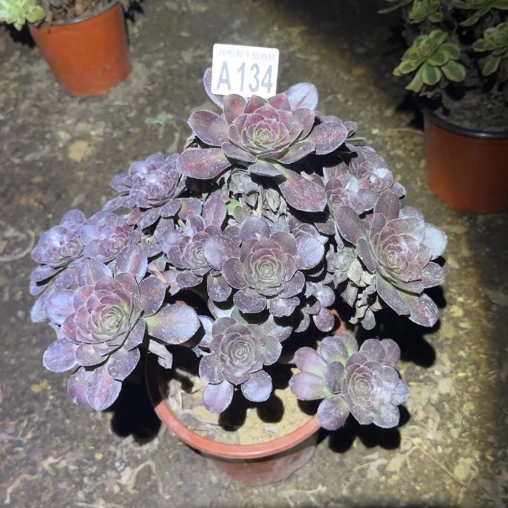 晚霞……多肉植物的生长