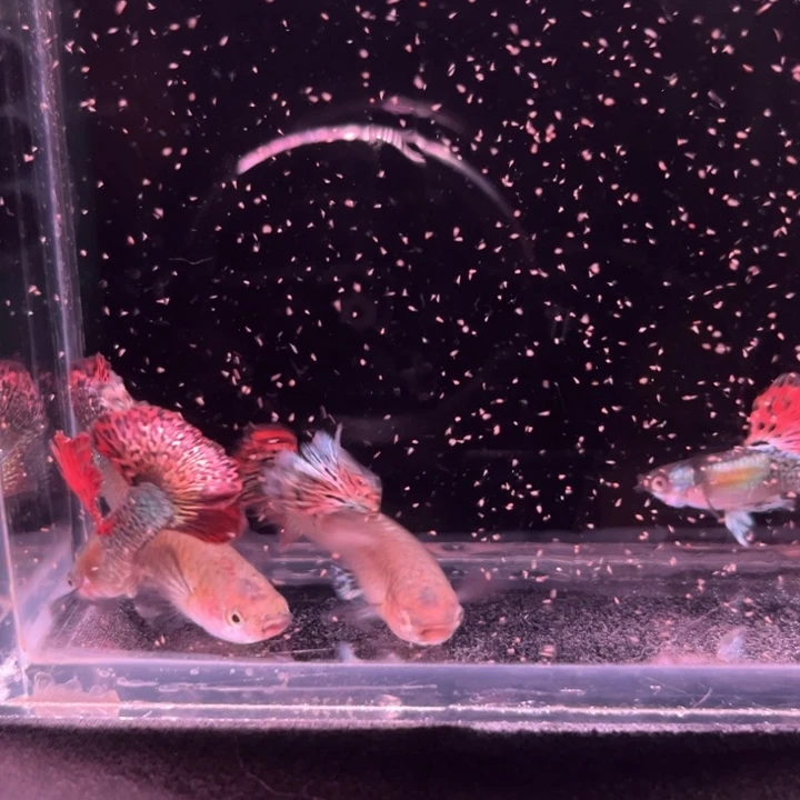 孔雀鱼半月尾红龙2对