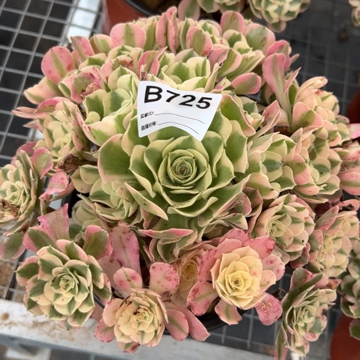 725布加迪20厘米左右