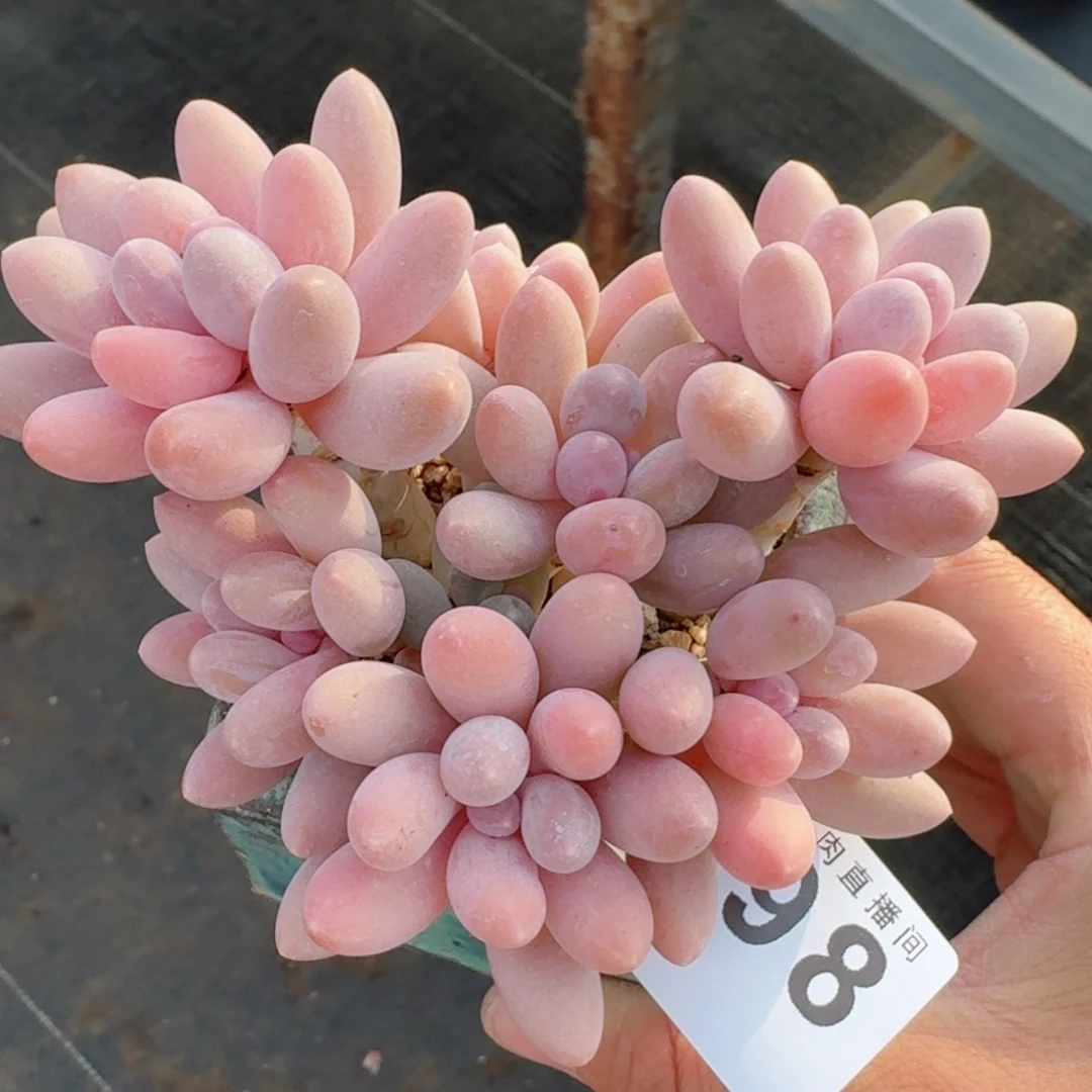 汤圆群生整装无砍