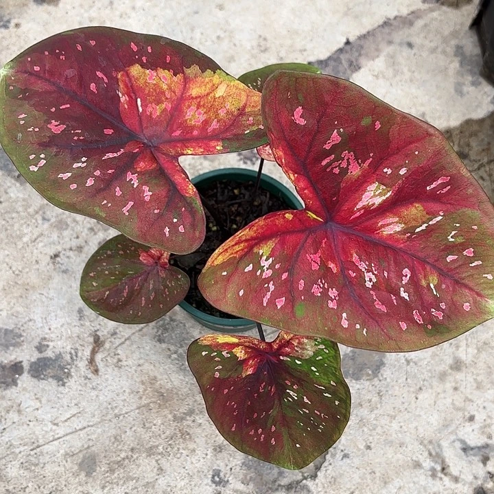 16-1226晚安广东现货