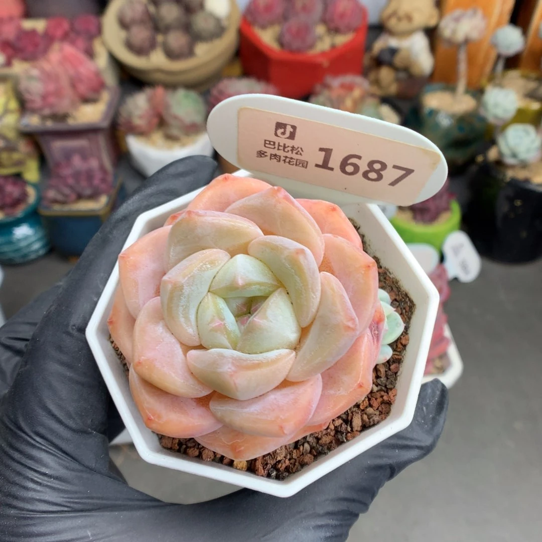 1687 肥肥子糖心多肉