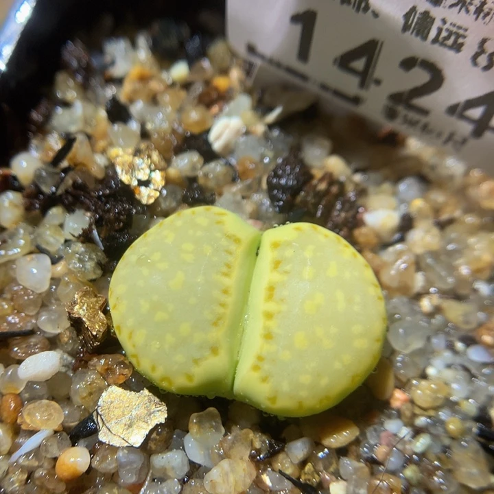 Zzz精品生石花1424薄荷饼干