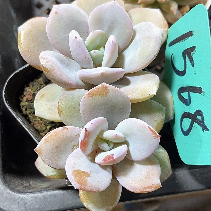 多肉植物奶茶1568