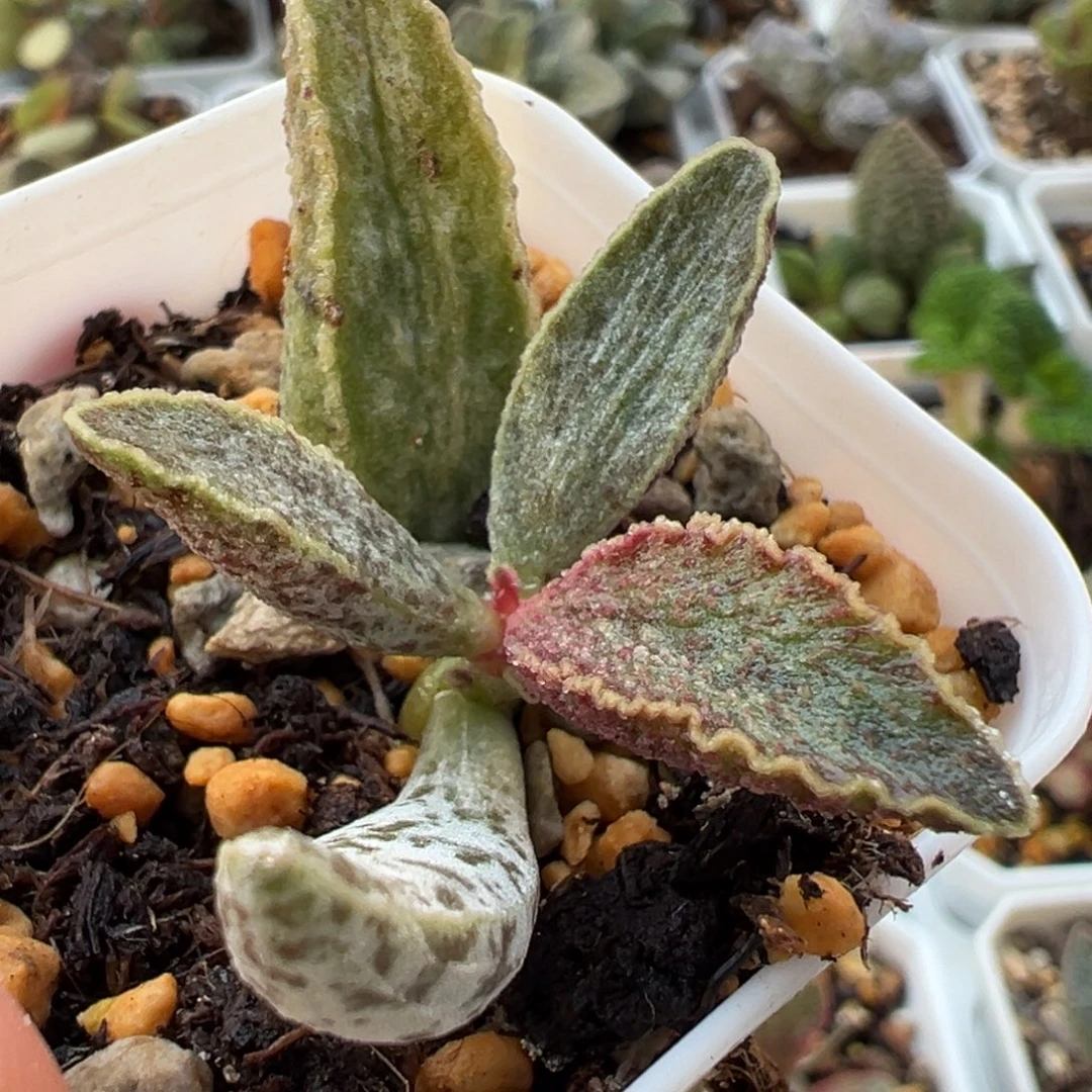 魔兽大苗多肉植物水泡