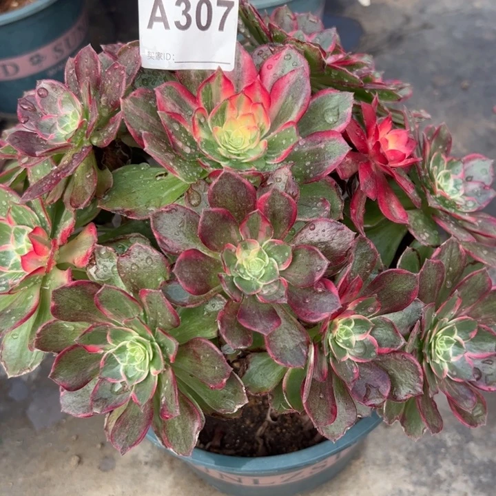 307万花筒25厘米左右