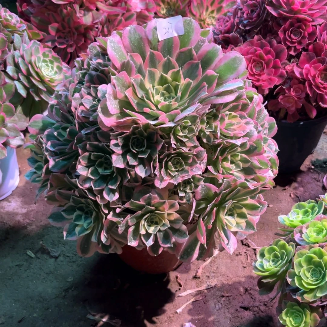 多肉植物白凤217