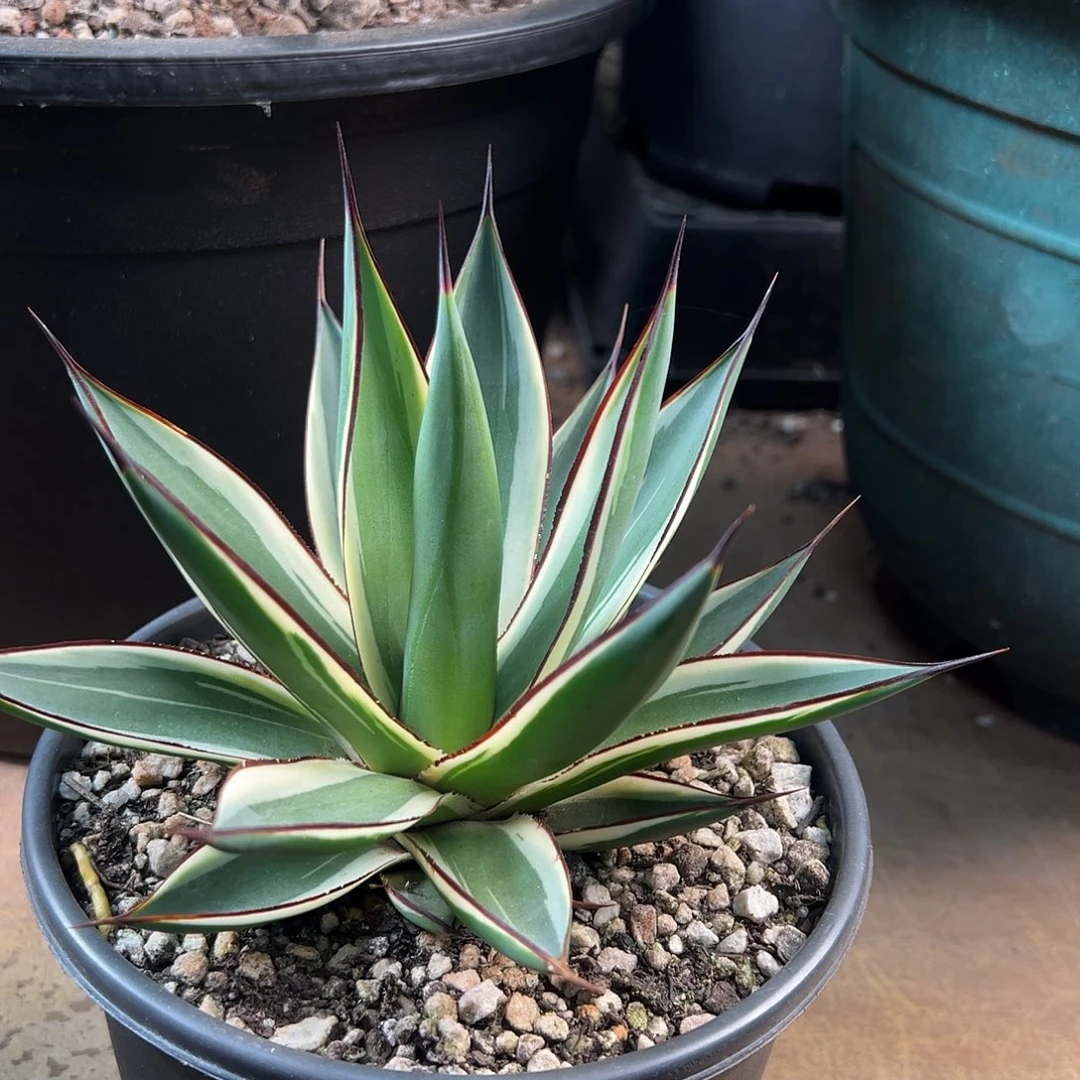 无花朵多肉植物蓝光白覆