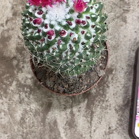 多丽王，高7-10公分左右