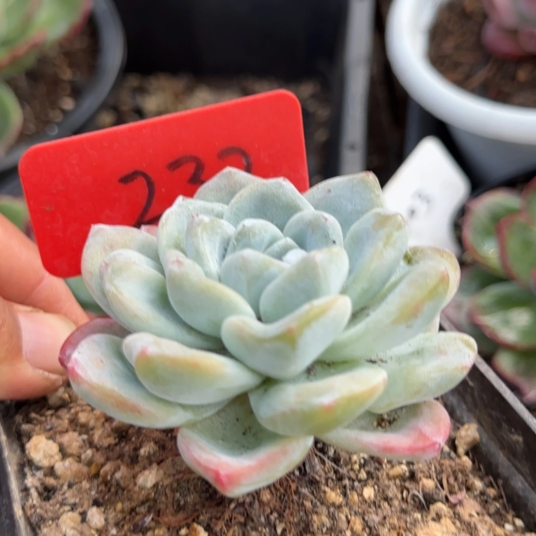 冰玉惊鸿一物一拍包装收缩花旱