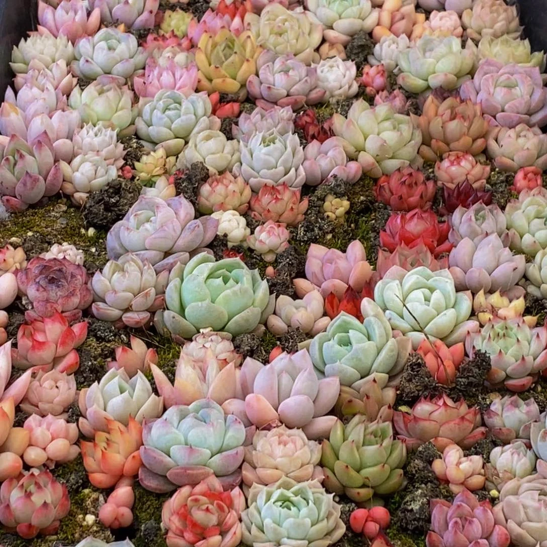 冰*594多肉植物保护研究所所长助理研究员