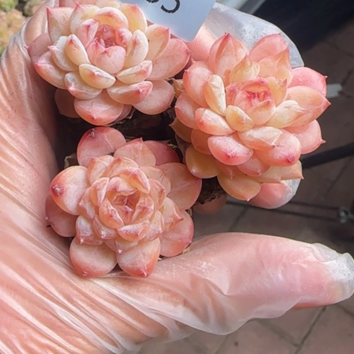 265号     粉糖拍一发3颗
