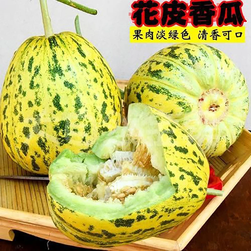 【巧云优选】山东八里香瓜花蕾甜瓜新鲜老品种甜瓜新鲜水果农场直发