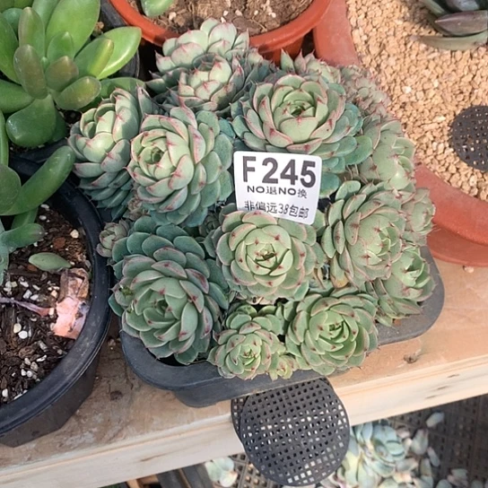 *****本吧大群245 亏本处理7-8天发货