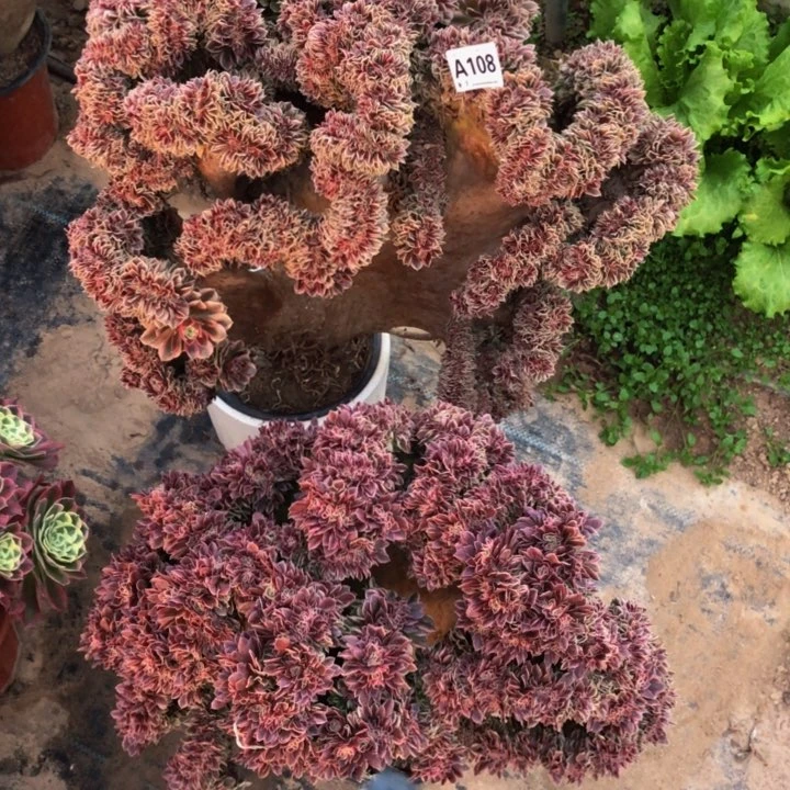 沿****子女神缀108.0000000000