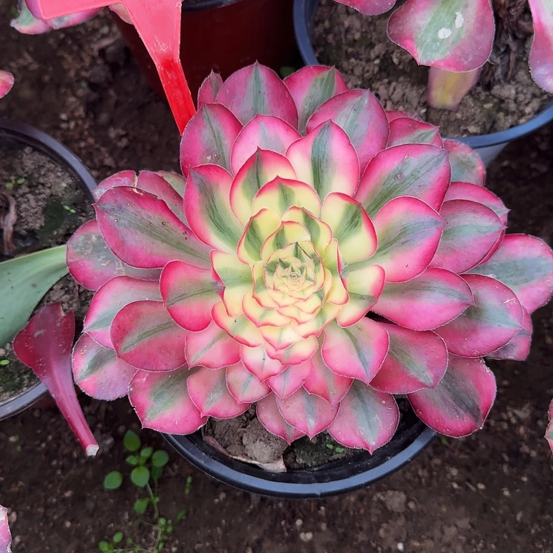 4141爱丽丝多肉法师