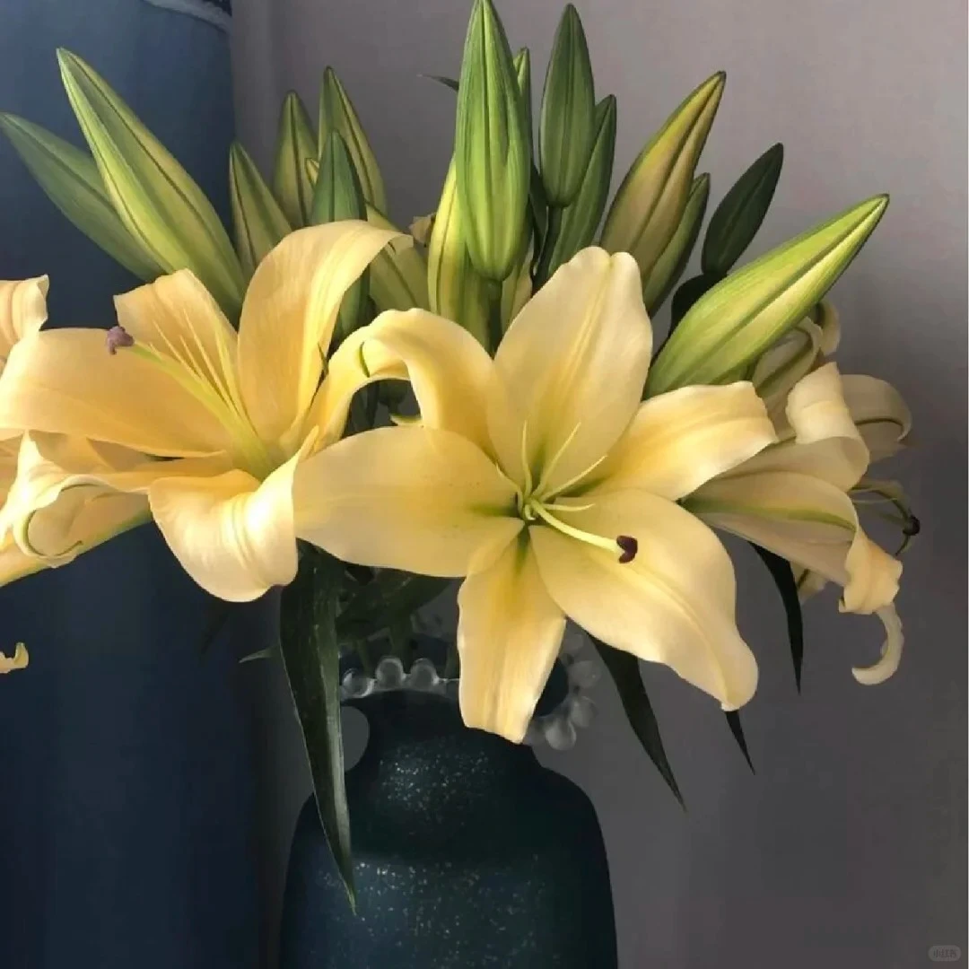 【花言罐舍】皇帝香水百合 一单包邮 云南鲜花昆明基地现采现发