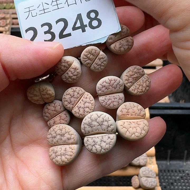 兔*?23428期框特价。。。261