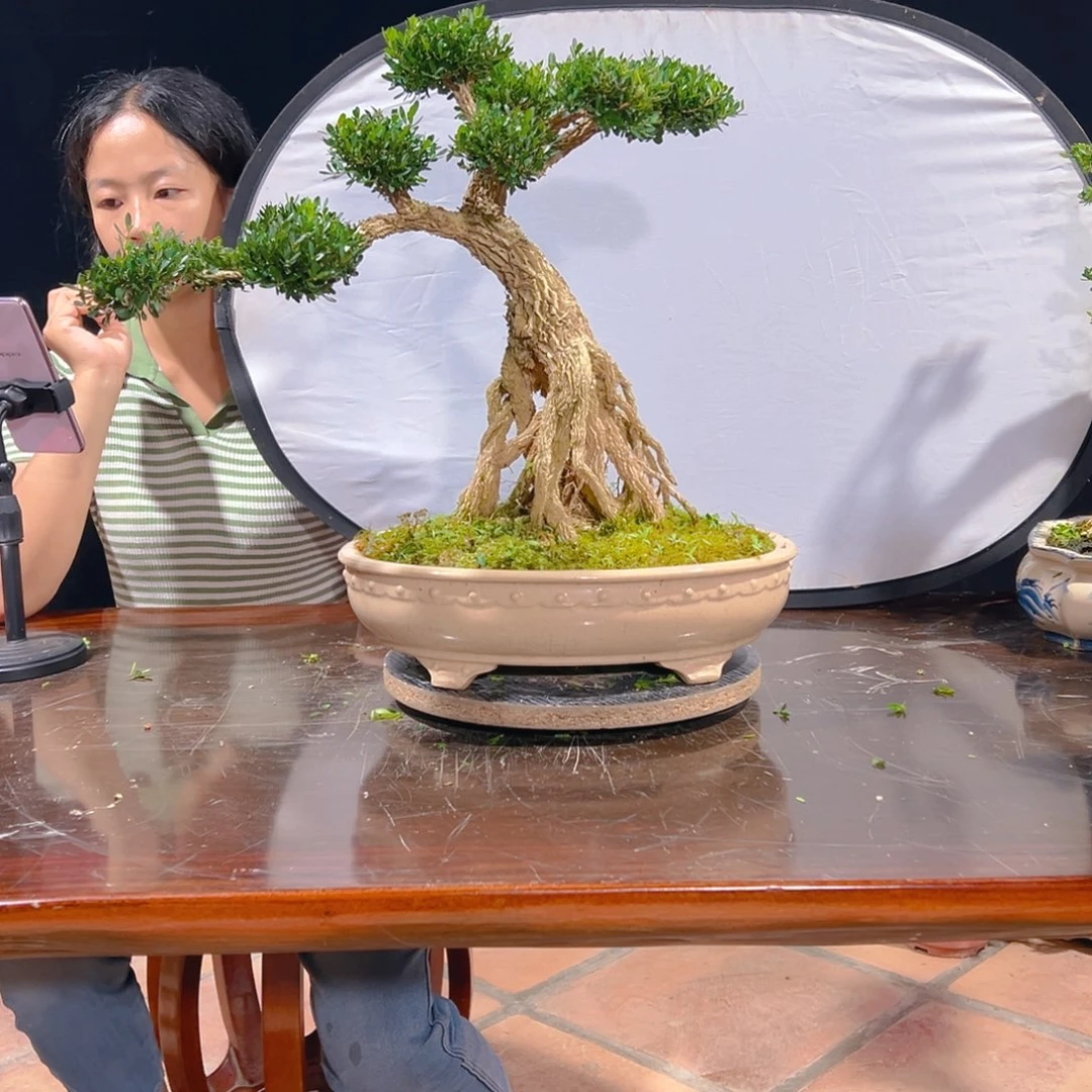 轩***果无花朵广东雀舌皱皮黄杨盆景