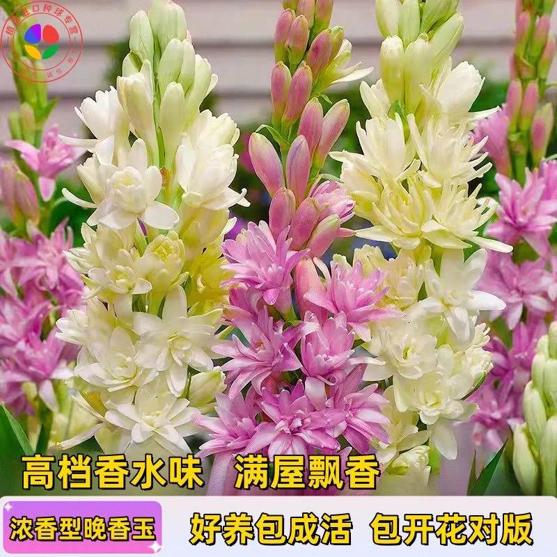 晚香玉种球重瓣纯白色多年生宿根庭院盆栽花卉多芽点易成活