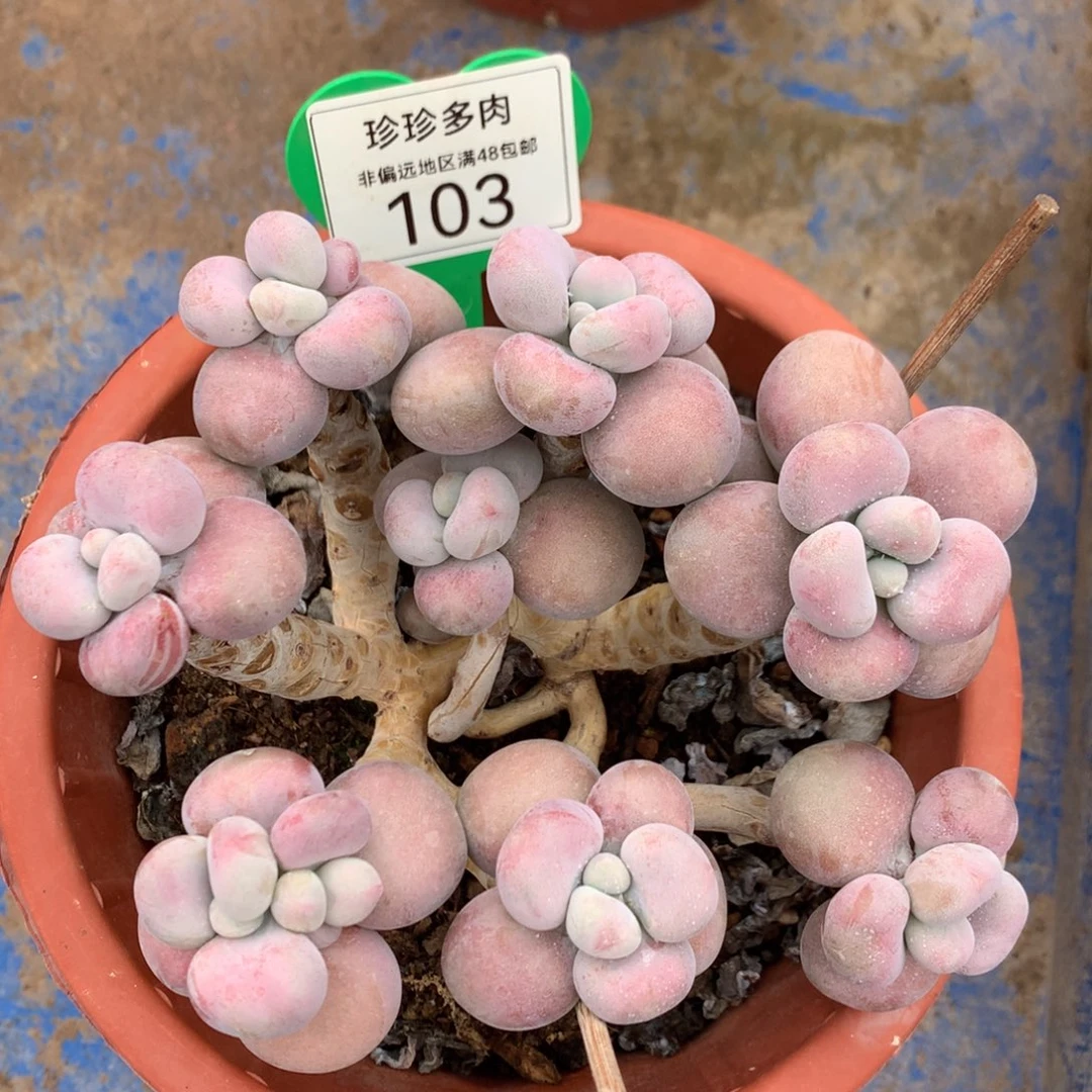 腰子蛋老桩无砍平头103