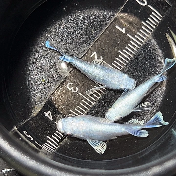 海水鱼天使一组22