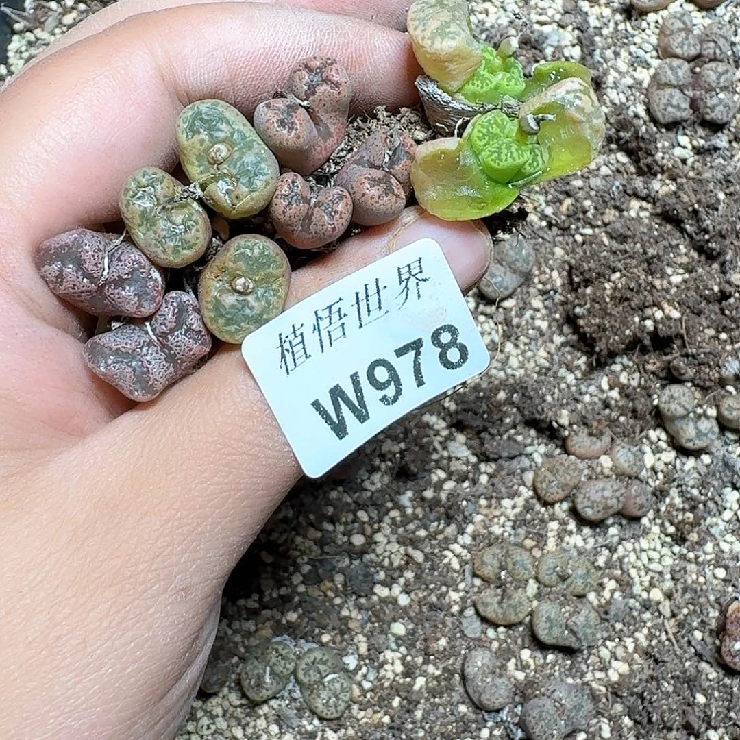 978号多肉植物哇f f