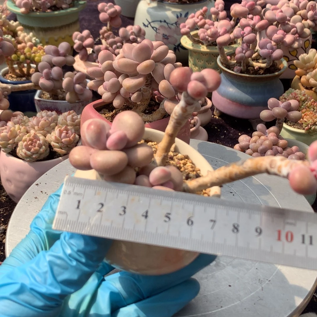 几*睡63号不带盆偏远的不包邮的