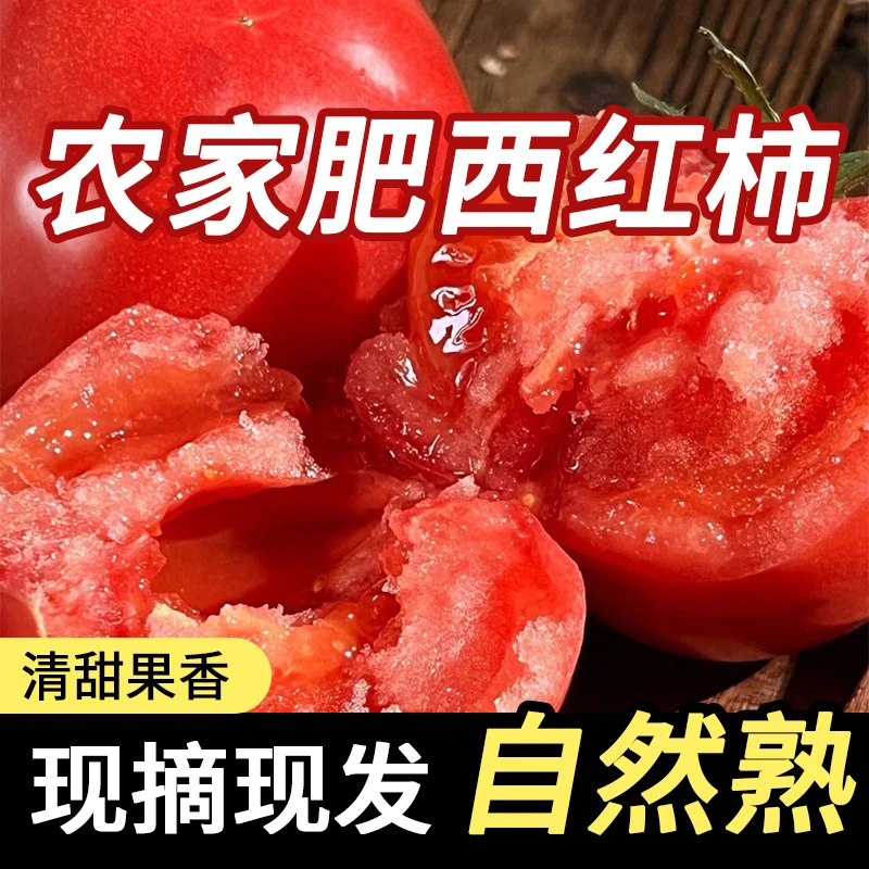 【618大促】现摘现发 新鲜农家肥西红柿自然熟生吃老品种柿子酸甜口