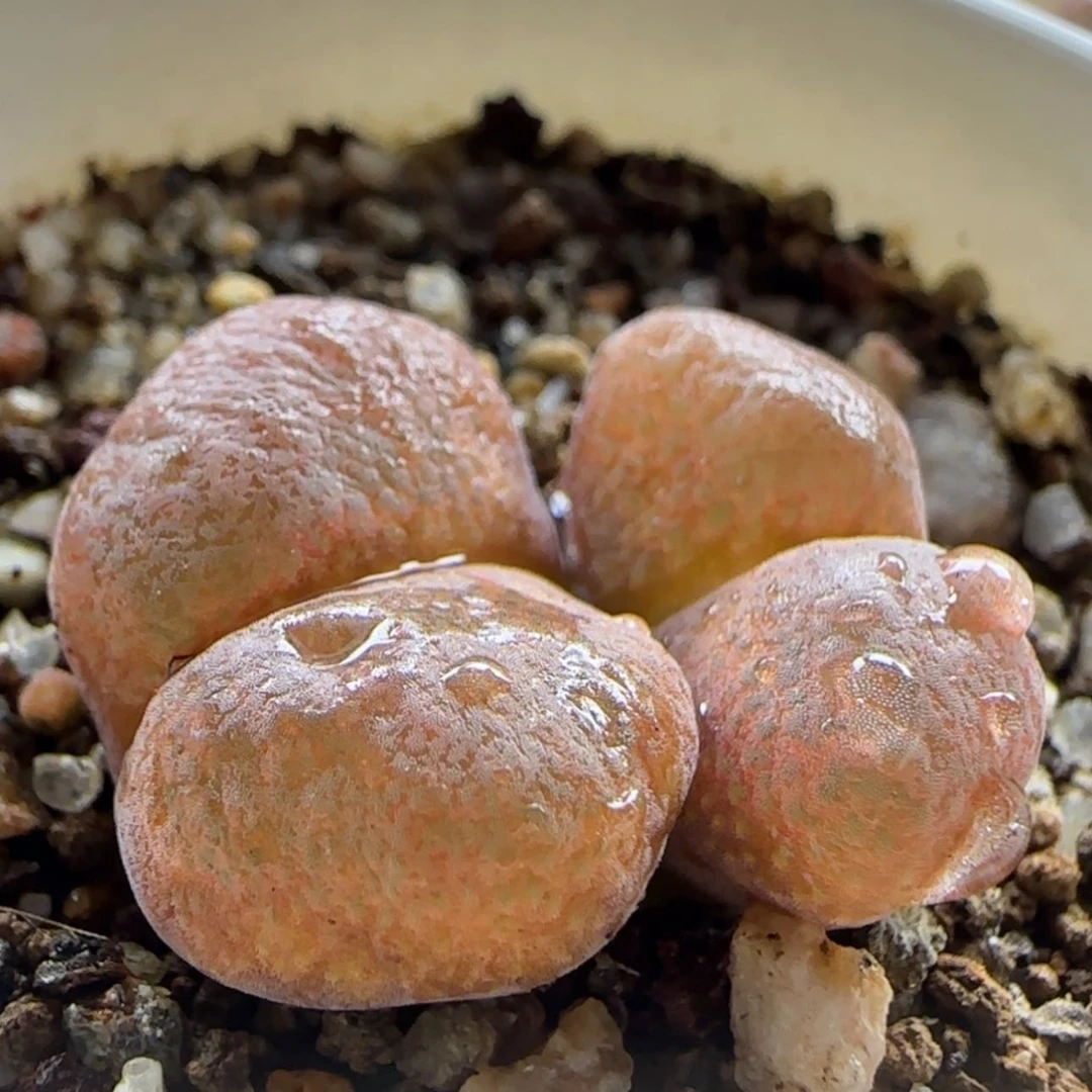 【闪购商品】14702