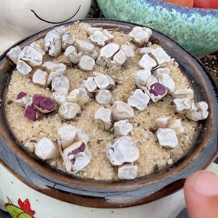 6512方碗母本一颗