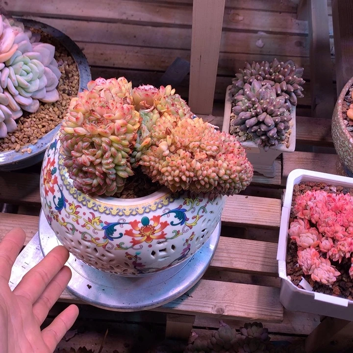 白胖子缀多肉植物shiyachiju