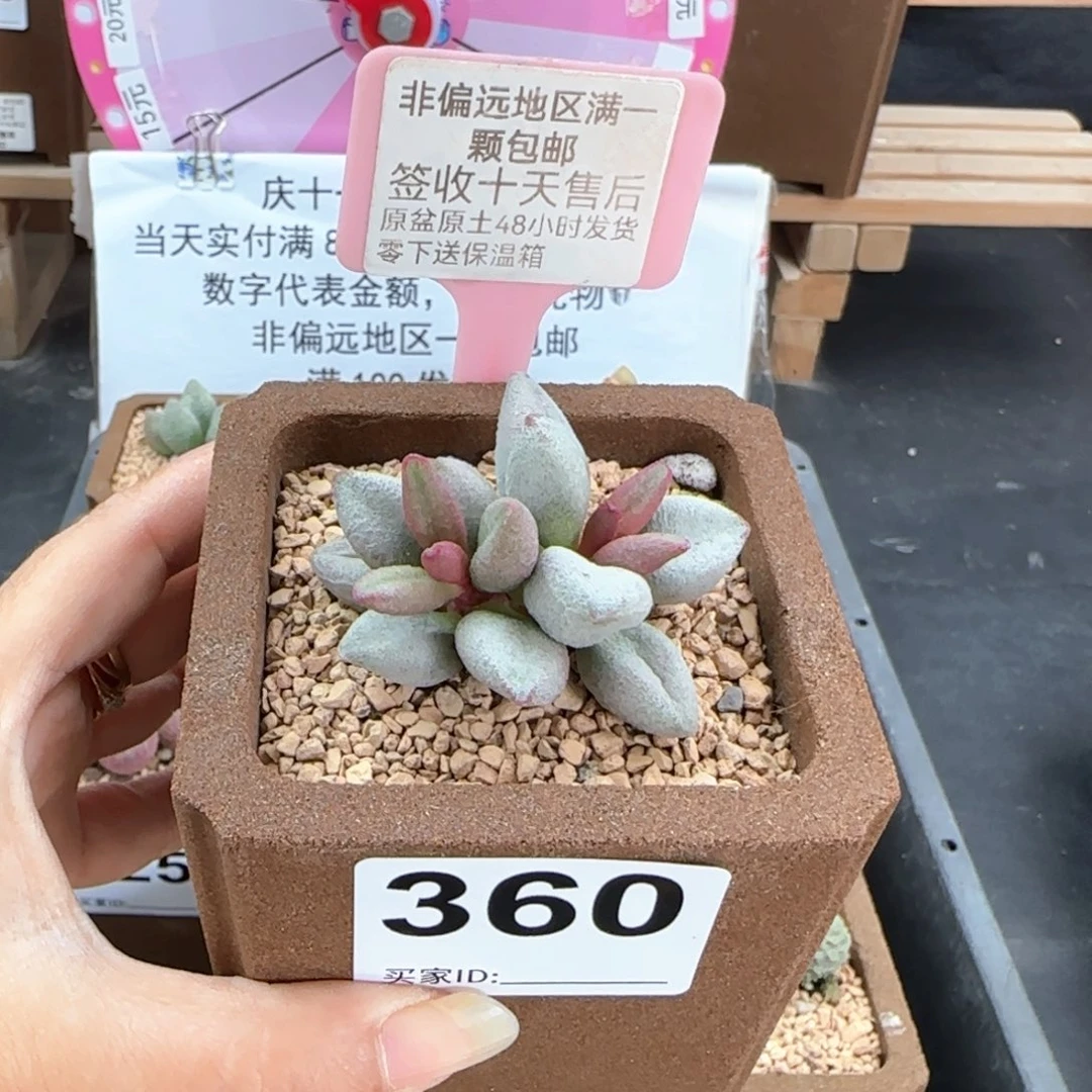 360白糖豆多肉植物