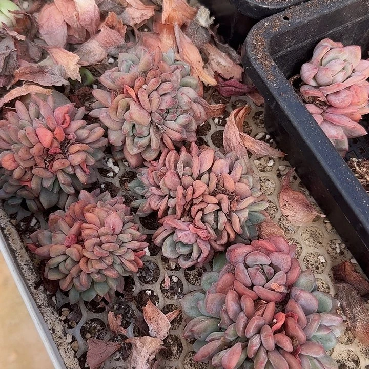 爱丽儿朵朵缀量拍